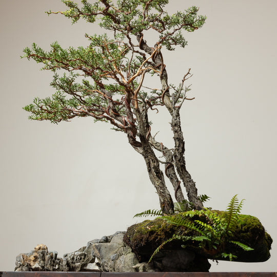 Pygmy Cypress