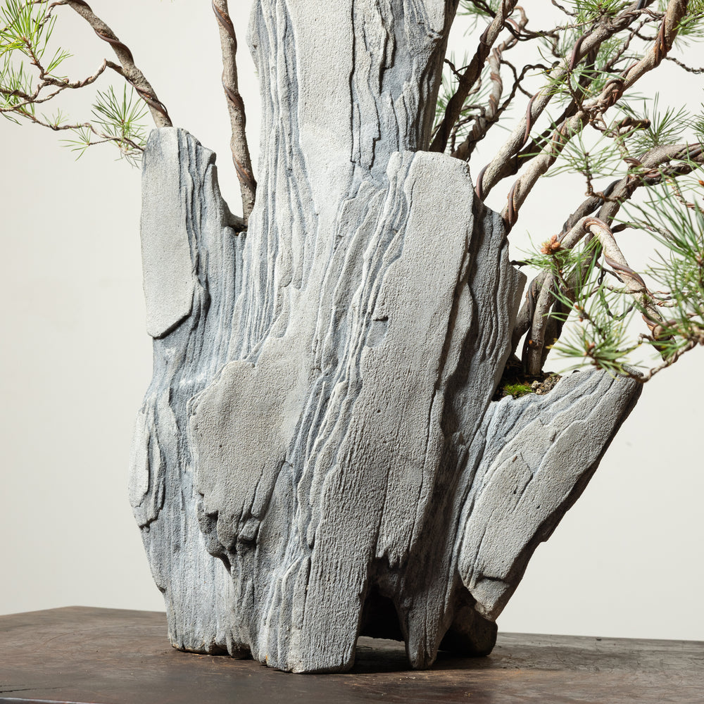Scots Pine No. 2