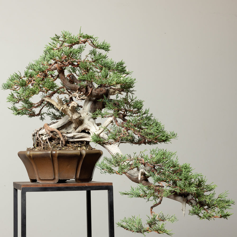 Rocky Mountain Juniper No. 2