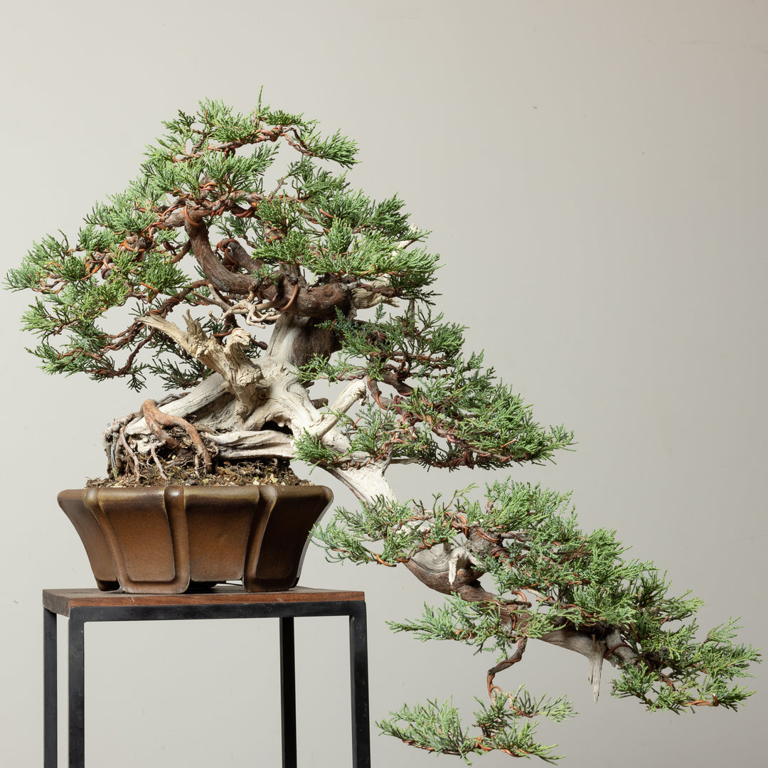 Rocky Mountain Juniper No. 2