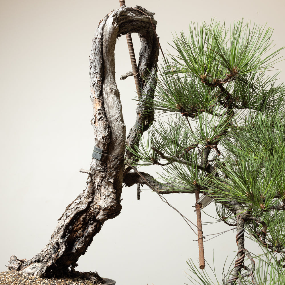 Ponderosa Pine No. 3