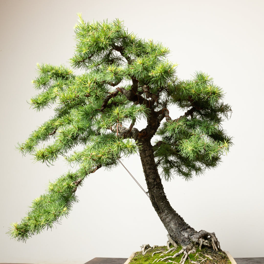 European Larch No.1