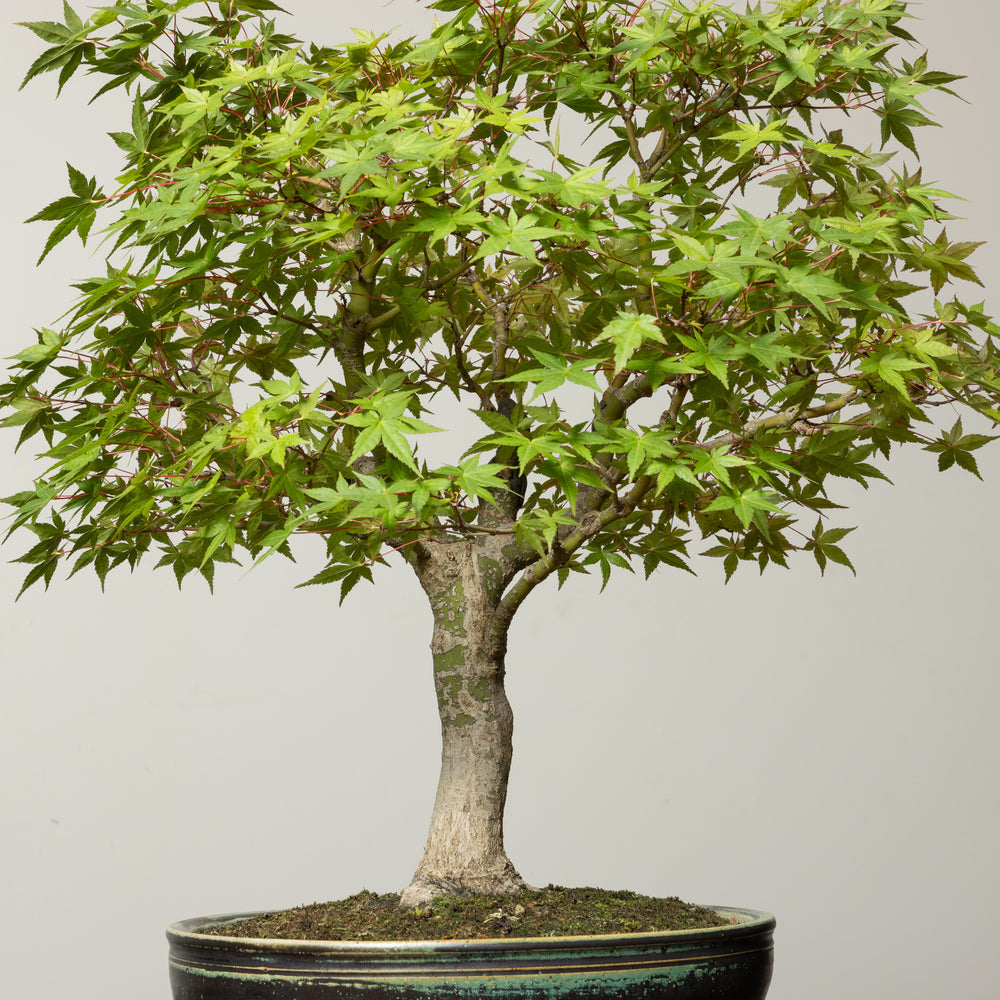 Japanese Maple No. 2