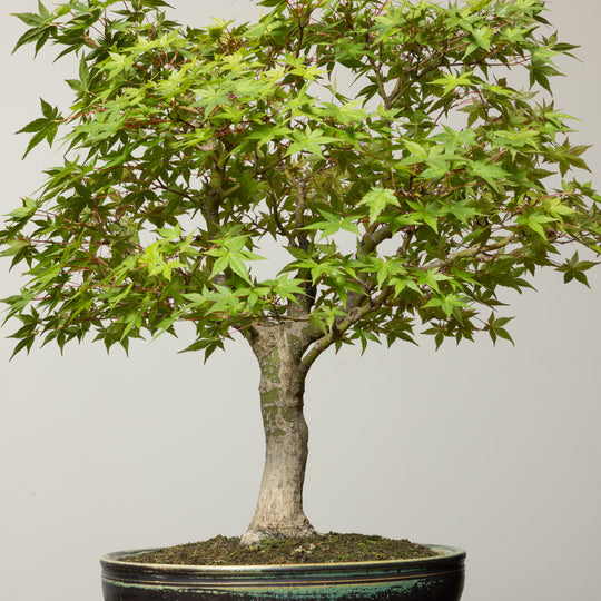 Japanese Maple No. 2