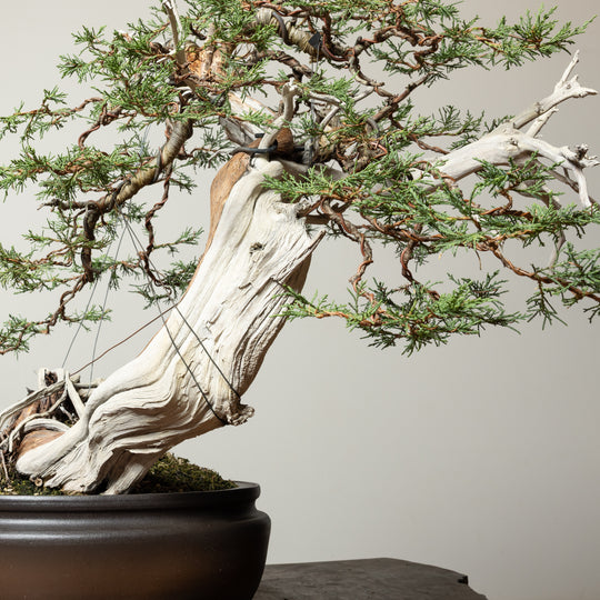 Rocky Mountain Juniper No. 1