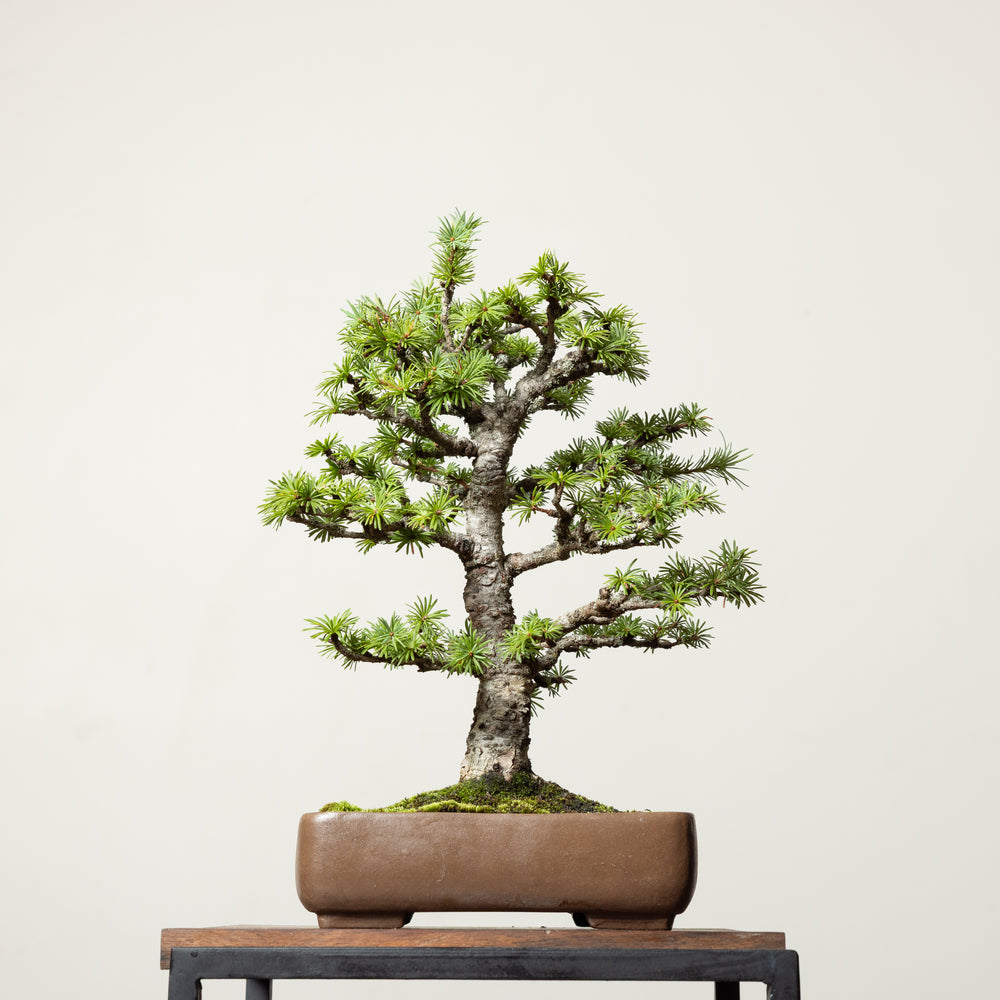 Japanese Larch No. 1