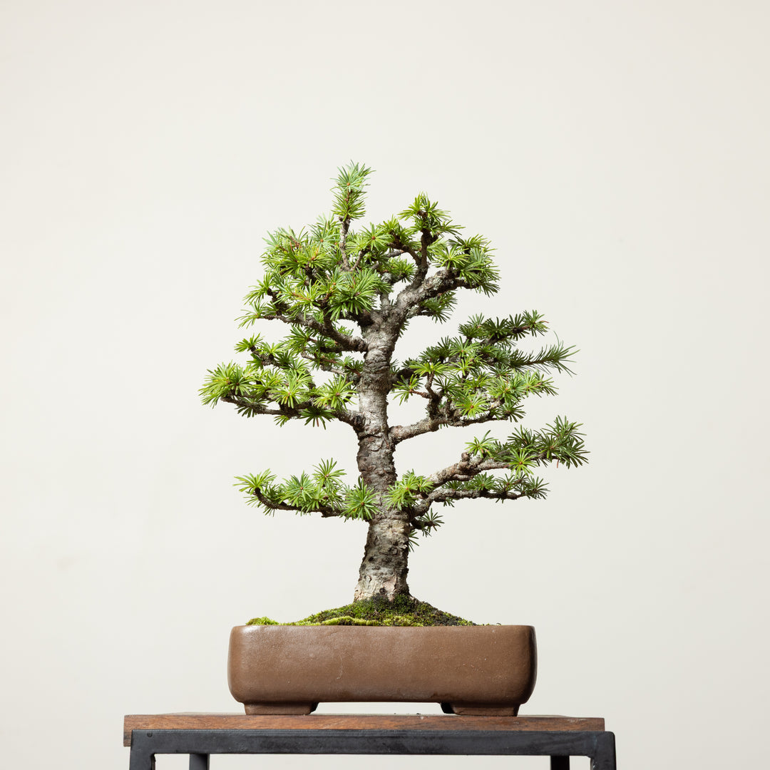 Japanese Larch No. 1