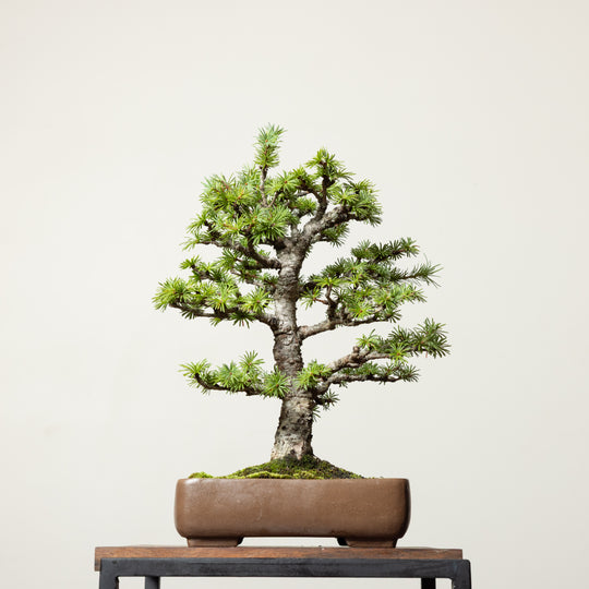 Japanese Larch No. 1