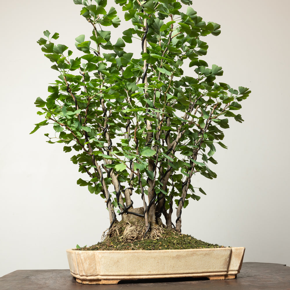 Ginkgo Biloba