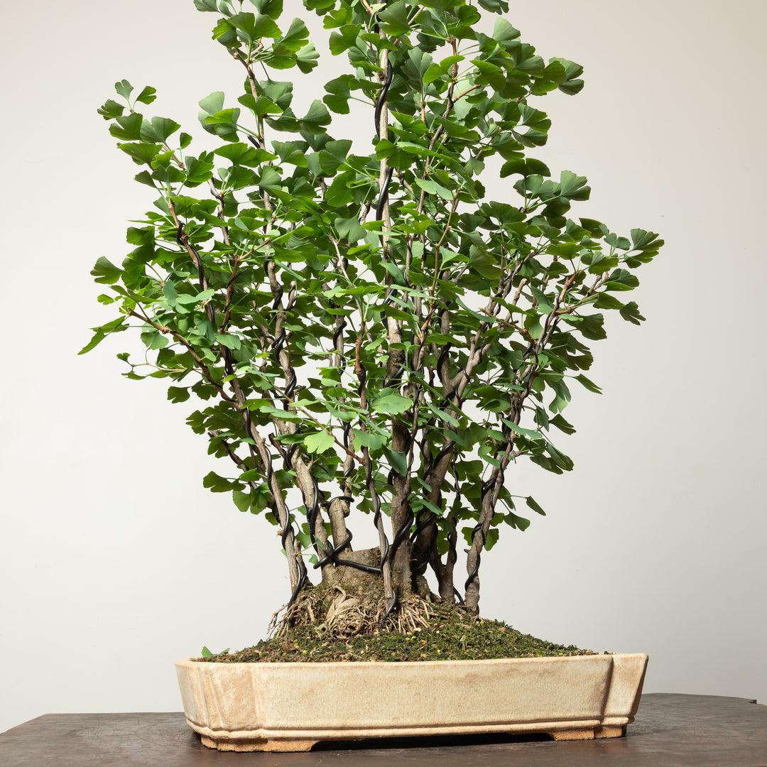 Ginkgo Biloba