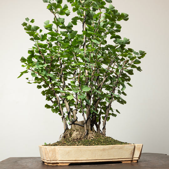 Ginkgo Biloba