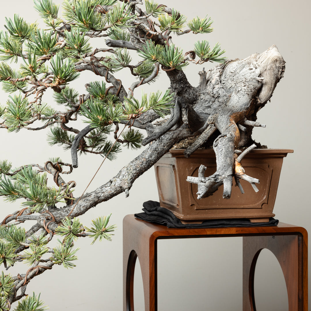 Limber Pine