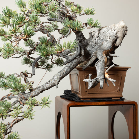 Limber Pine