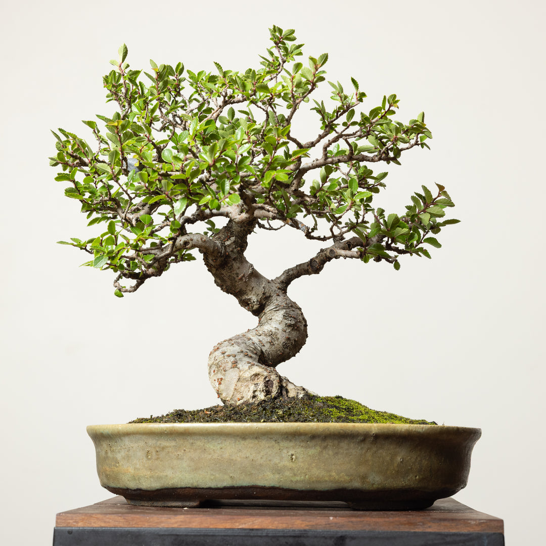 Chinese Elm