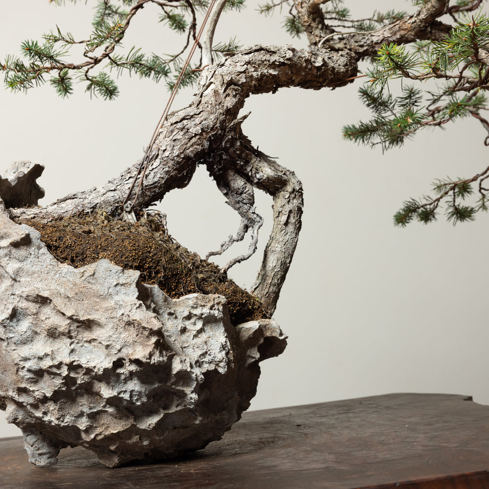 Douglas Fir