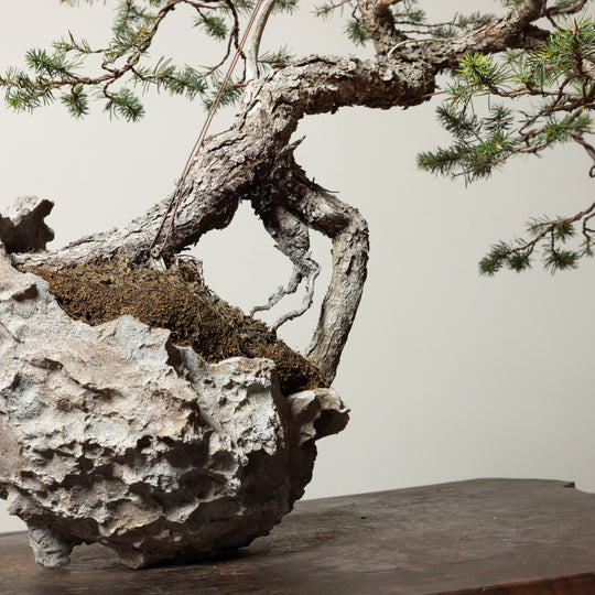 Douglas Fir