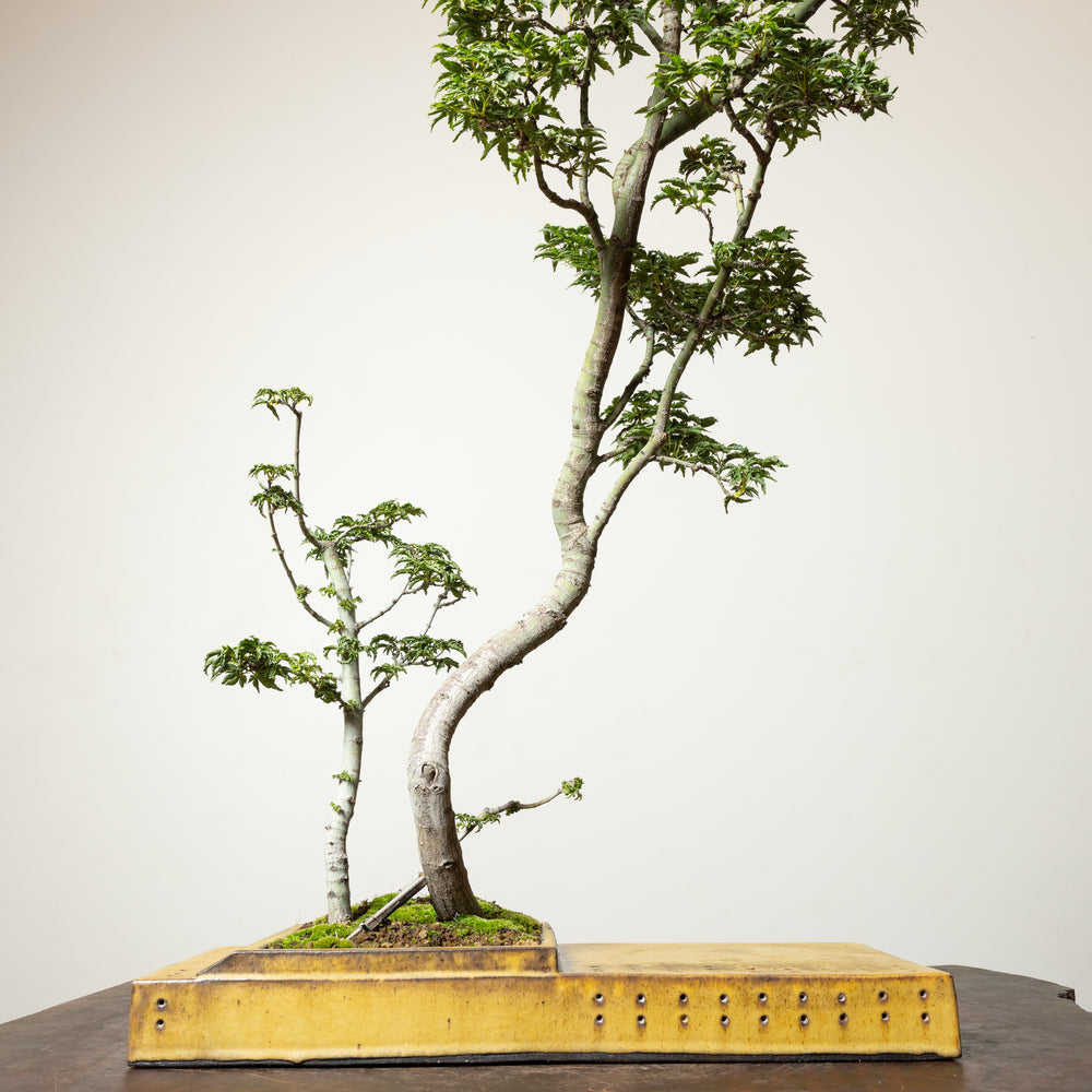 Shishigashira Maple