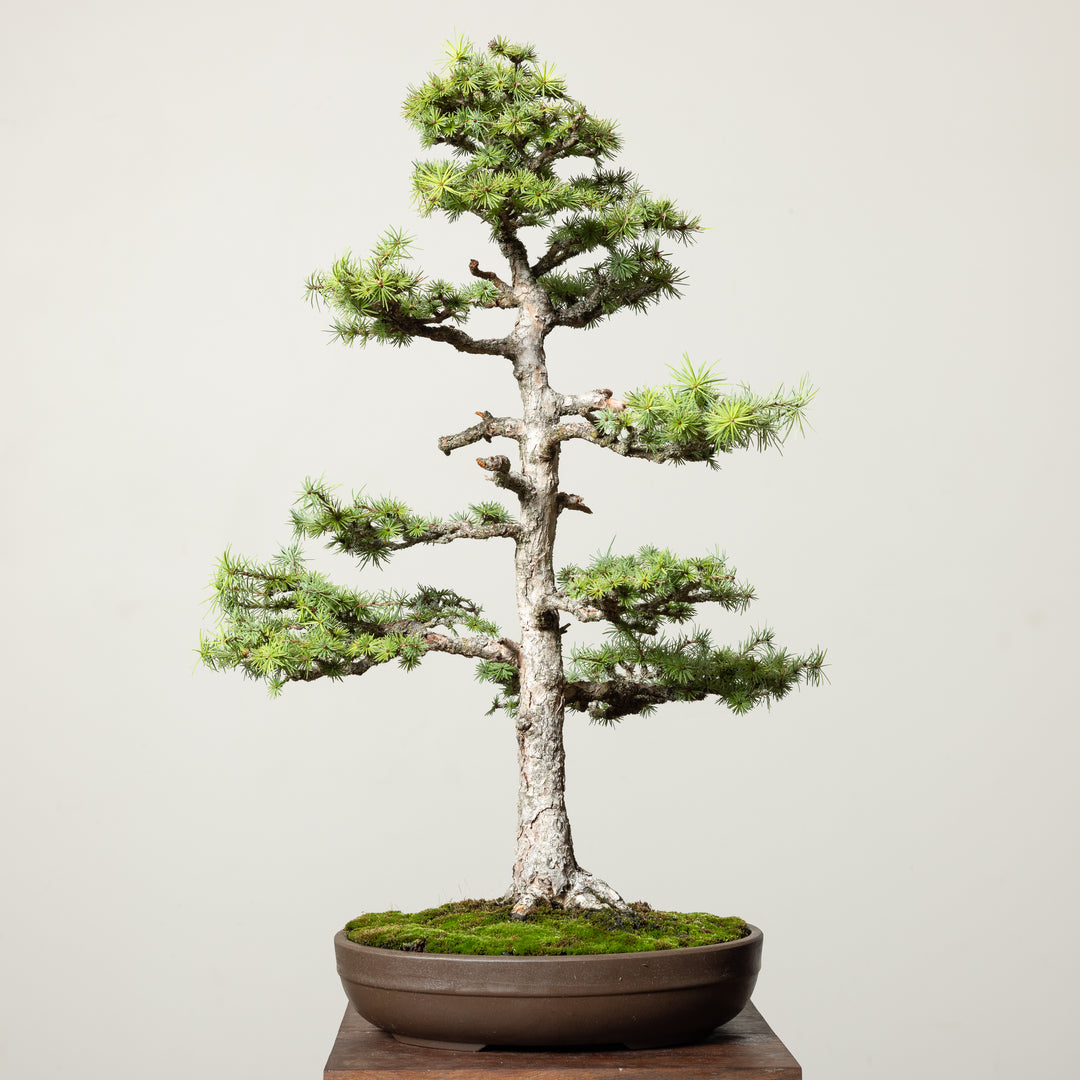 Japanese Larch No.2