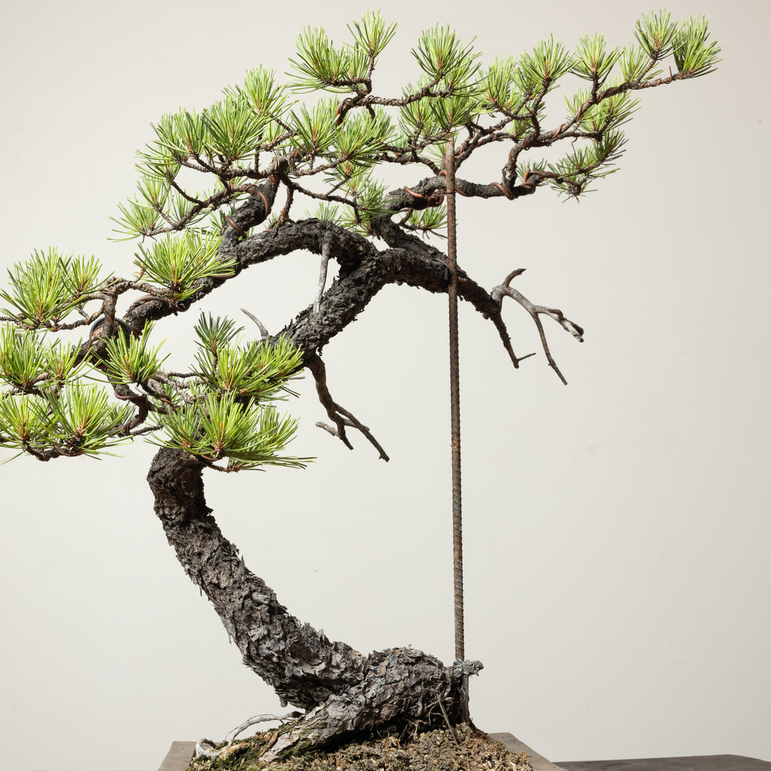 Scots Pine No. 1