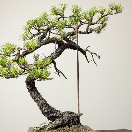 Scots Pine No. 1