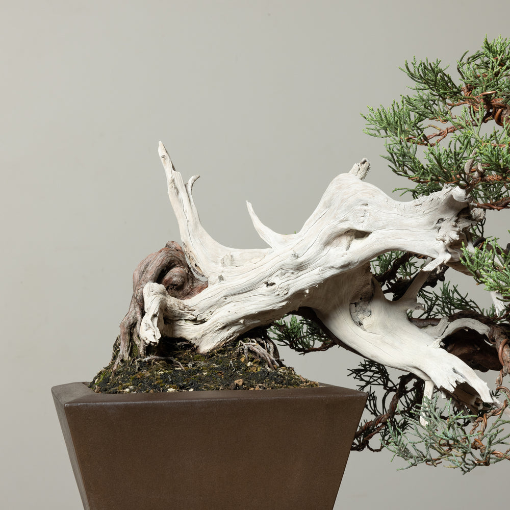 Sierra Juniper