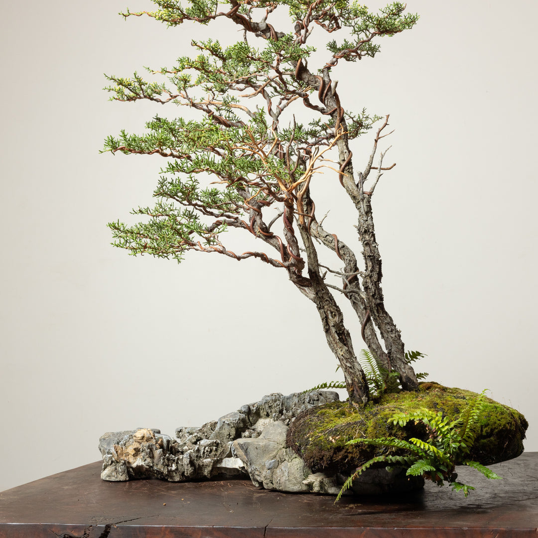 Pygmy Cypress