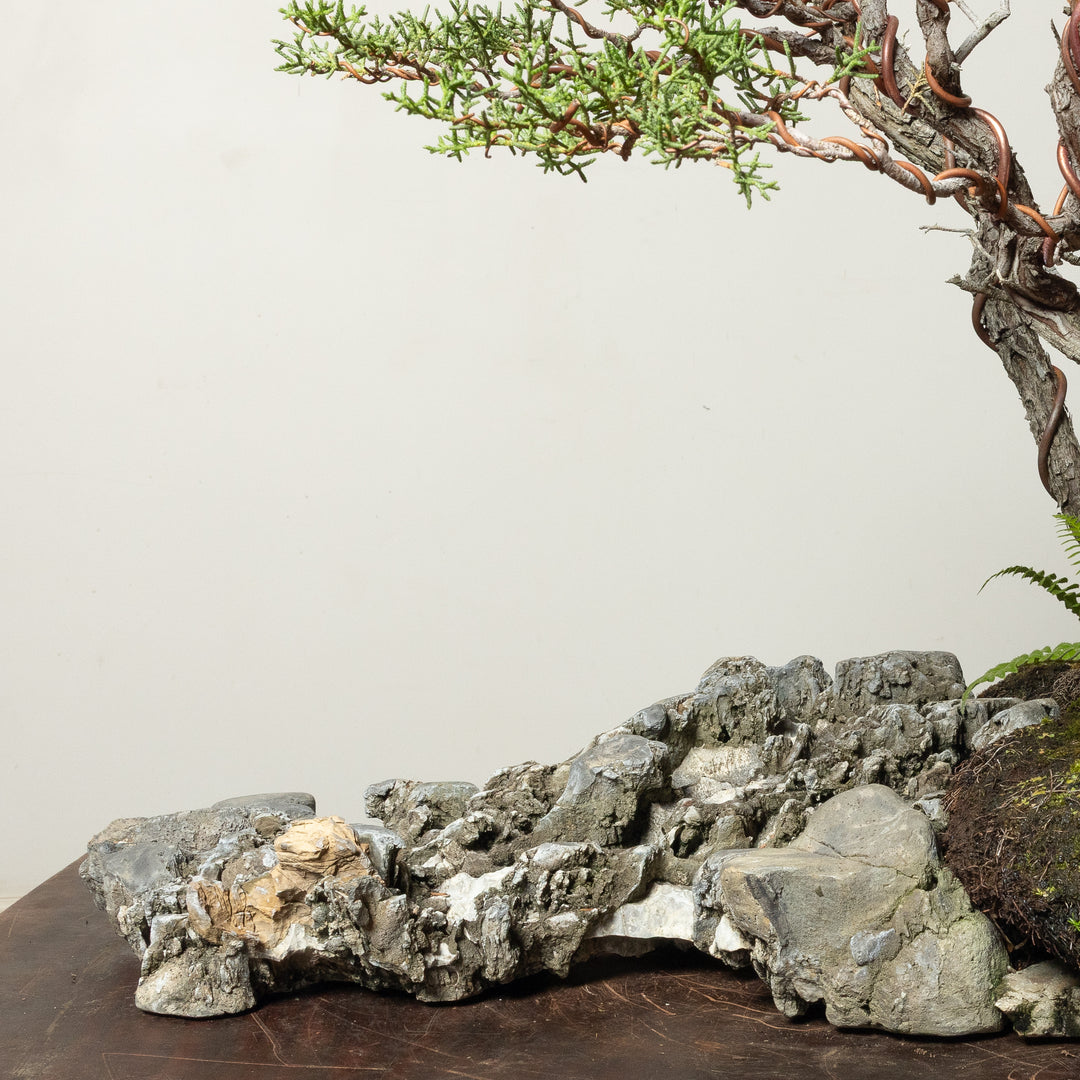 Pygmy Cypress