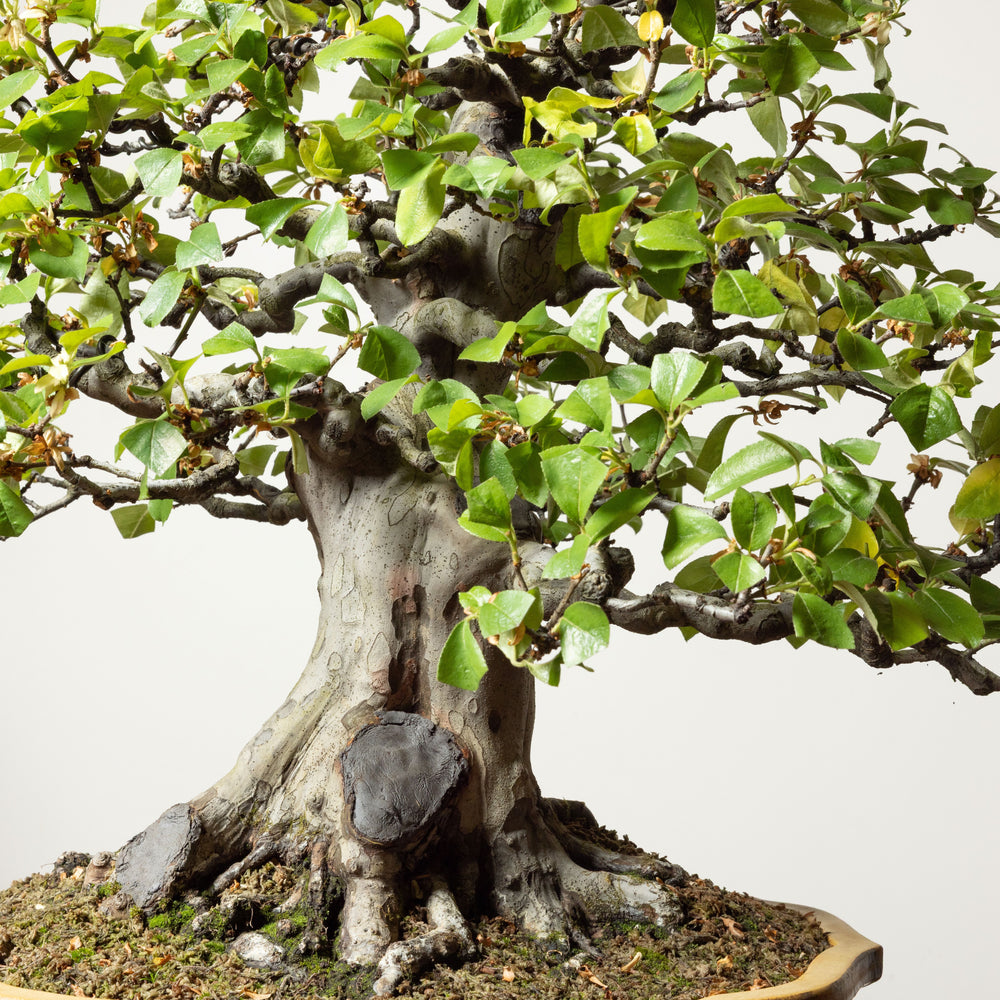 Chinese Quince