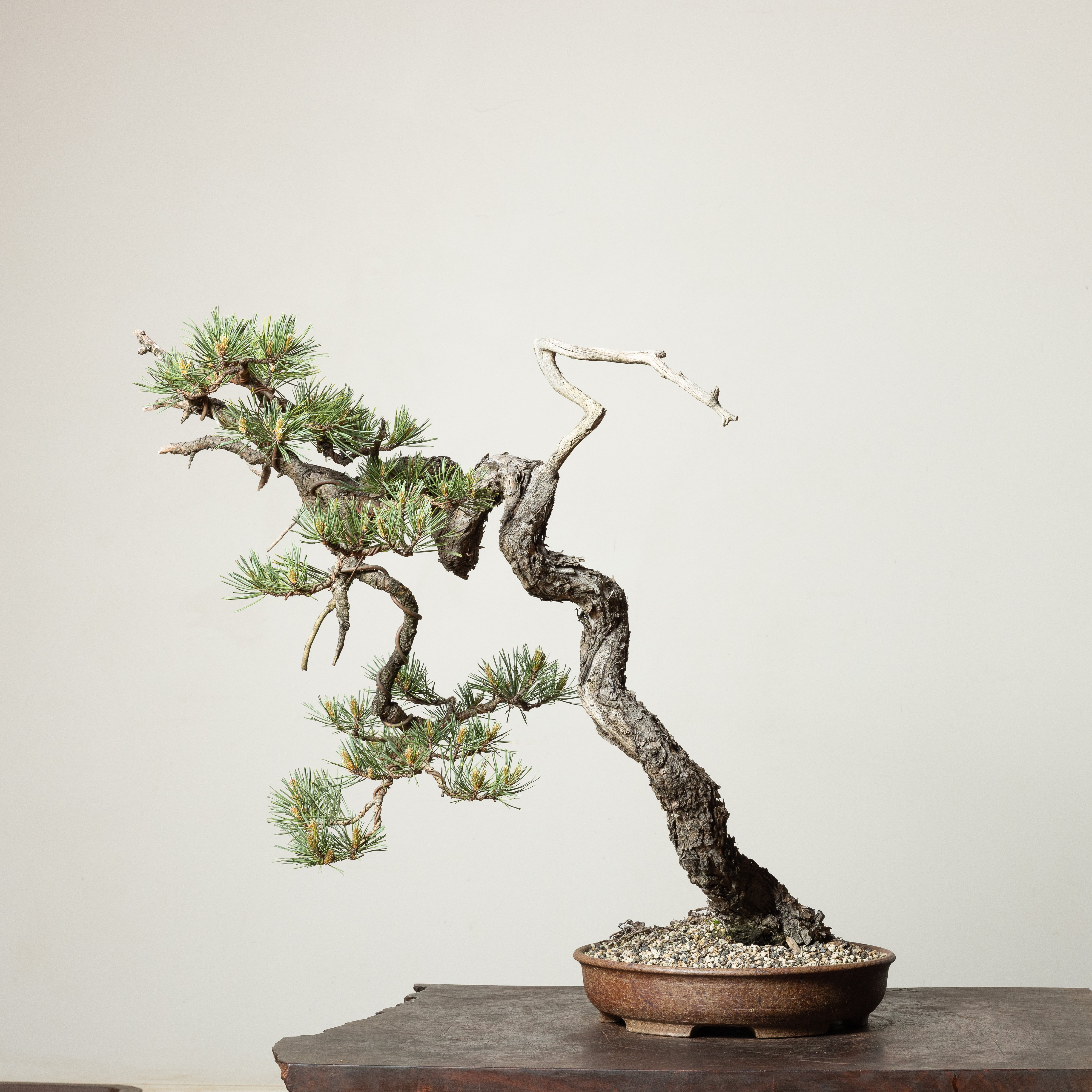 Grafted Scots Pine – Mirai Goods