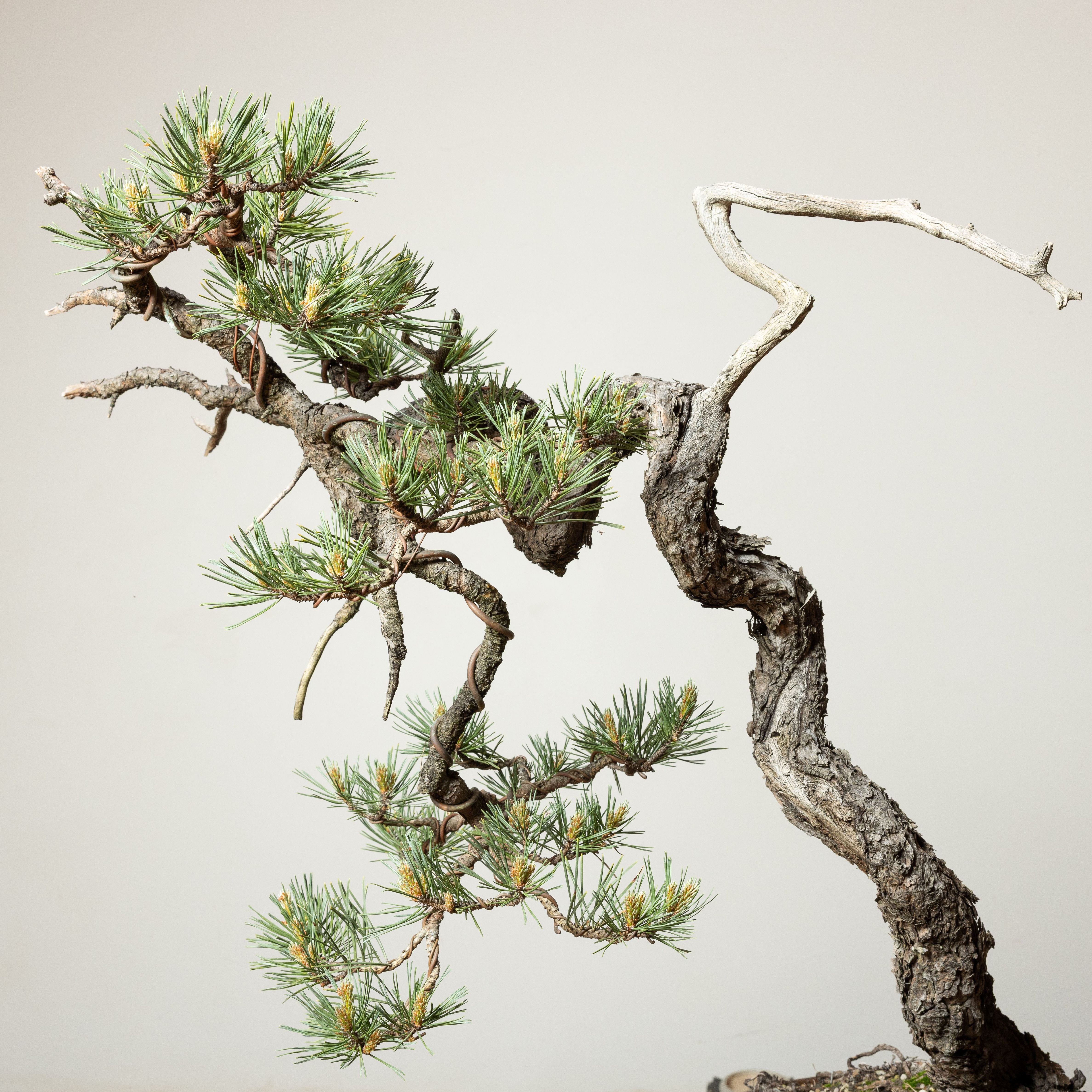 Grafted Scots Pine – Mirai Goods