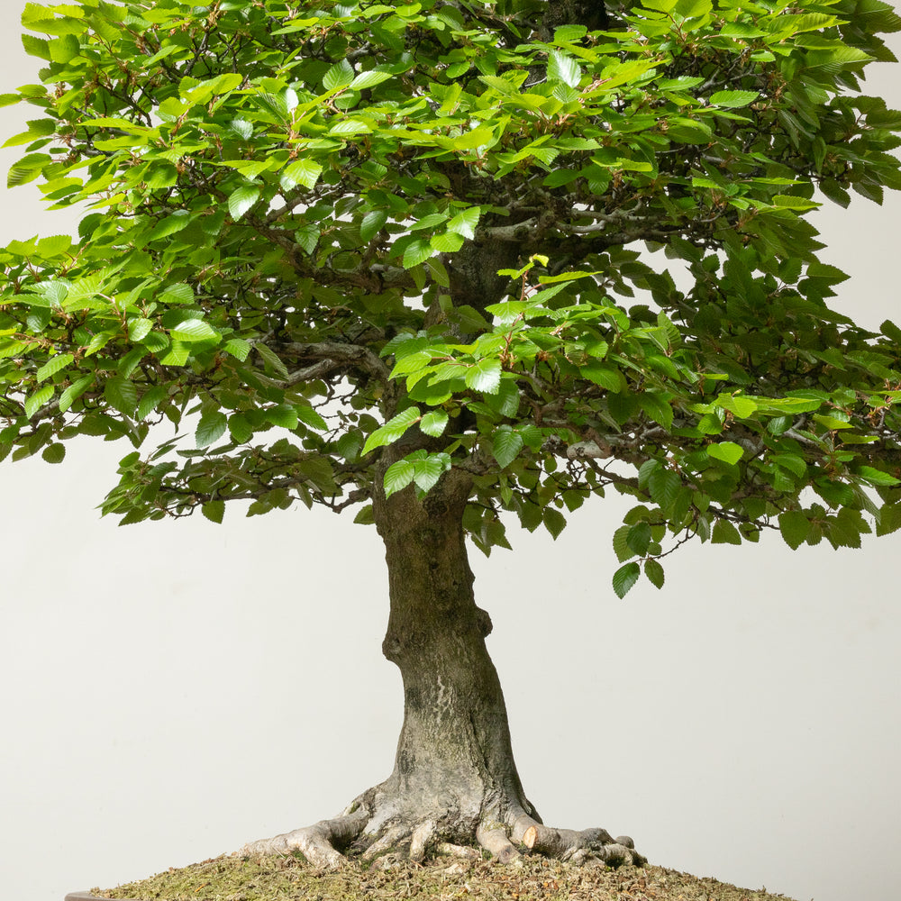 European Hornbeam