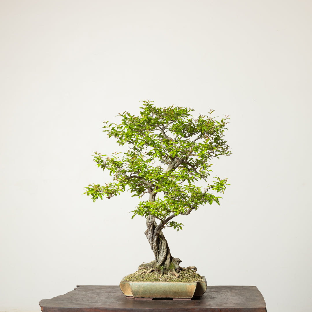 bonsai tree auction Twisted Pomegranate – Mirai Goods
