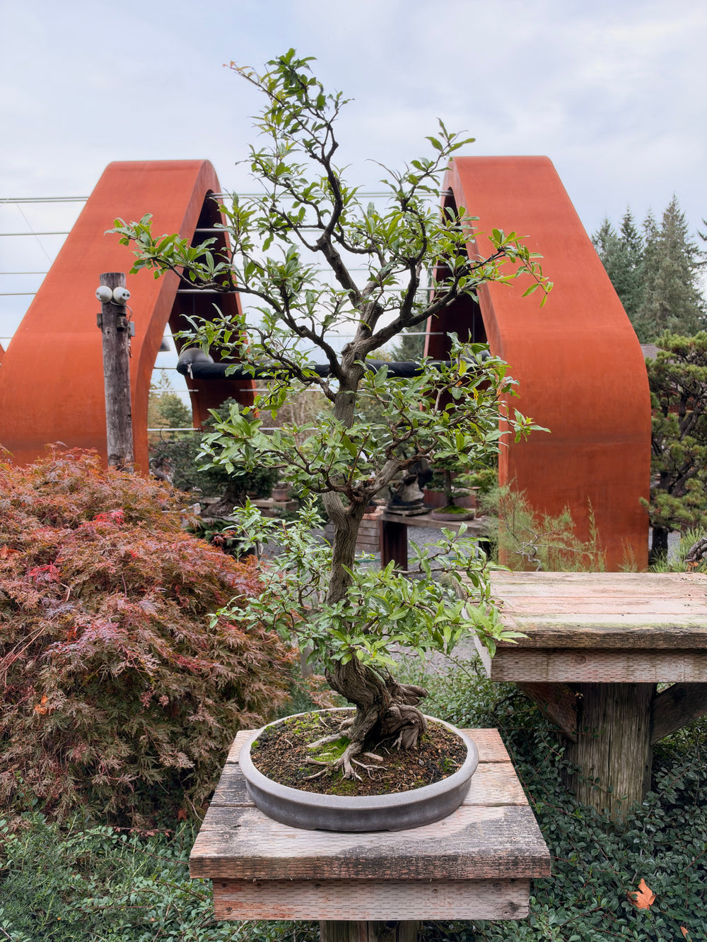 Pomegranate 19139