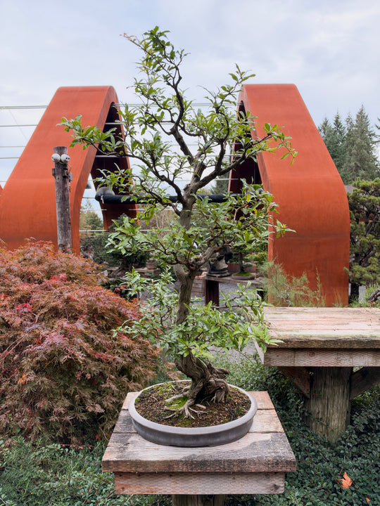Pomegranate 19139