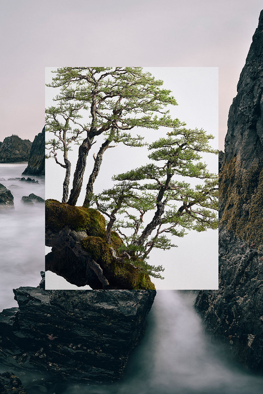 Pygmy Cypress Forest on the Oregon Coast