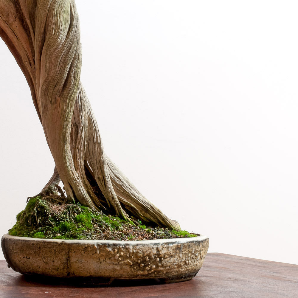 California Juniper