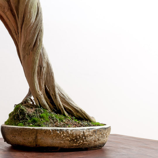California Juniper