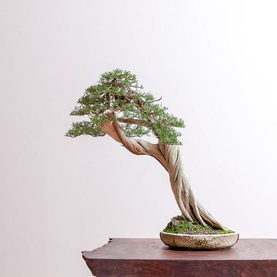 California Juniper